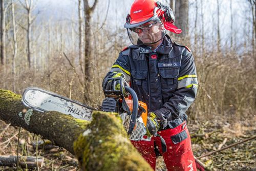 Foto: Plzeň začne s těžbou stromů poškozených klimatickými vlivy a přestárlých dřevin