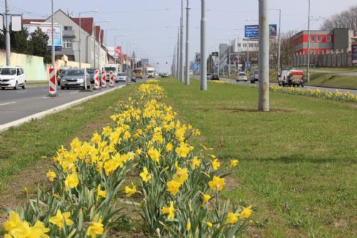 Foto: Plzeň zkrášlují tisíce rozkvetlých narcisů a krokusů    