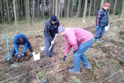 Foto: Plzeňané si mohou vysadit svůj stromek. Zapojí se tak do obnovy lesa 