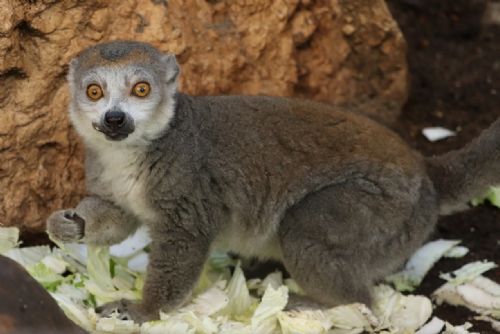 Foto: Plzeňská zoo chová jako jediná vzácného lemura