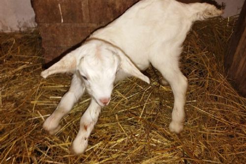 Foto: Plzeňská zoo hlásí novoroční babyboom