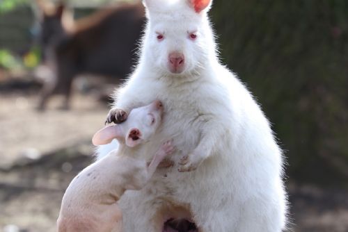 Foto: Plzeňská zoo je ve znamení mláďat