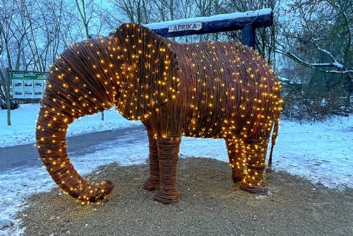 Foto: Plzeňská zoo láká na Vánoce na snížené vstupné a svítícího slona