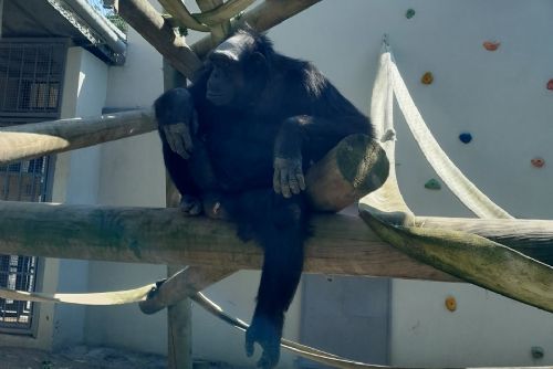 Foto: Plzeňská zoo má nového šimpanze Siriho