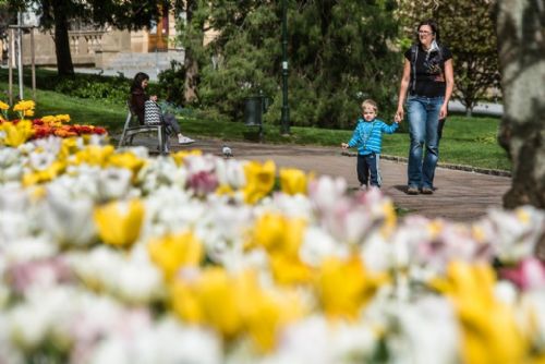 Foto: Plzeňské záhony v centru budou zářit žlutě, modře a rudě