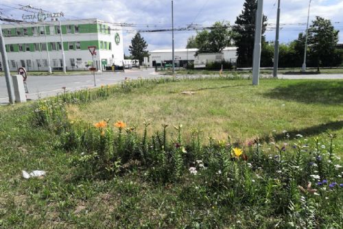 Foto: Plzeňský centrální obvod zdobí liliové a květnaté louky 