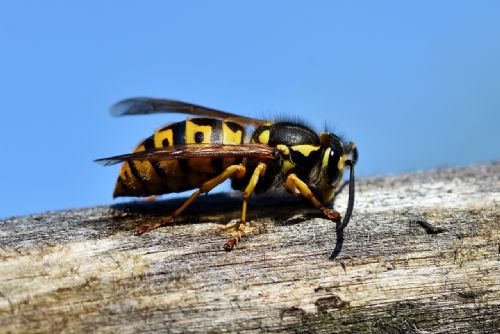 Foto: Plzeňský kraj terorizuje bodavý hmyz