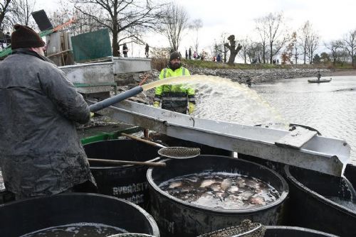 Foto: Kupte si kapra. Rybníkáři v sobotu vyloví Drahotínský rybník