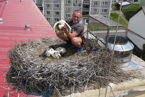 Foto: Plzeňští zvířecí záchranáři už pomohli stovkám čápů! Podívejte se