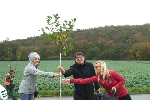 Foto: Pod Chlumem už vyrůstá alej, vítězný projekt v participativním rozpočtu 