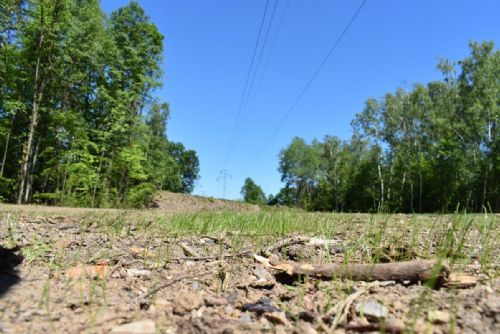 Foto: Pod elektrickým vedením v Borském parku už je založena nová louka