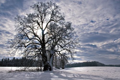 Foto: Podpořte českou lípu v boji o titul Evropský strom roku 2017