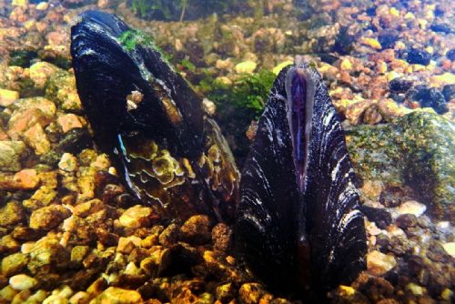 Foto: Pomoc perlorodkám – Správa NP Šumava vysazuje vzácného mlže