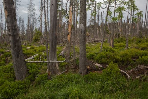 Foto: Vichřice na Šumavě udeřila před 150 lety. Dá se srovnat s Kyrillem?