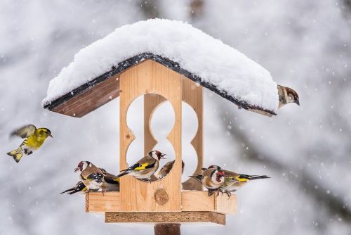 Foto: Ptačí hodinka je tu. Od pátku budou i lidé v kraji sčítat ptáky na krmítkách