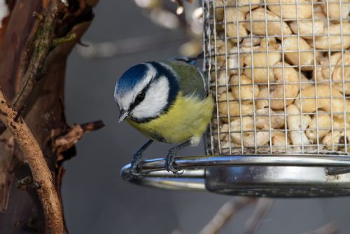 Foto: Ptačí hodinky se zúčastnilo 23 tisíc dobrovolníků včetně Západočechů