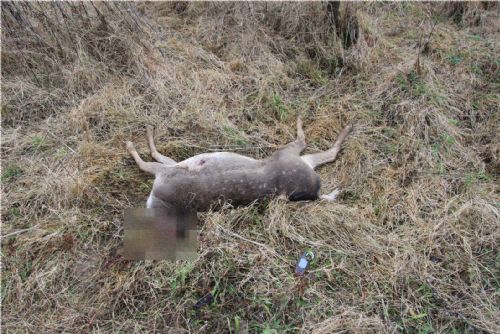 Foto: Pytlák zastřelil na Plzeňsku jeleny a daňka. Pomůžete s pátráním?