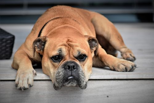 Foto: Radní Plzně schválili další krok vedoucí k zajištění veterinární pohotovosti