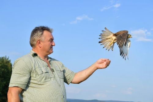 Foto: Rokycanští zvířecí záchranáři loni léčili 631 pacientů, nejčastěji jiřičky