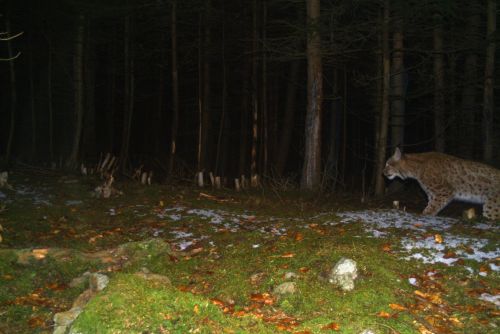 Foto: Rysí putování: v Brdech dobře, na Šumavě (možná) lépe