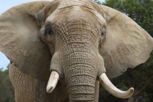 Foto: Šedesátiletý muž obchodoval bez povolení se slonovinou