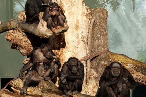 Foto: Šimpanzi v plzeňské zoo slaví narozeniny