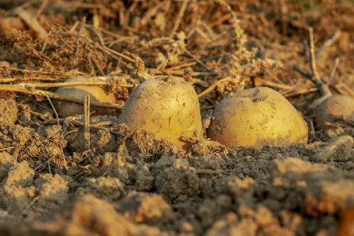 Foto: Sklizeň zelí, cibule a brambor je na Plzeňsku v plném proudu. Plodiny jsou dražší