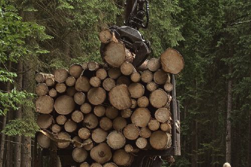 Foto: Správa NP Šumava vypsala výběrové řízení na práce v lesích na další období