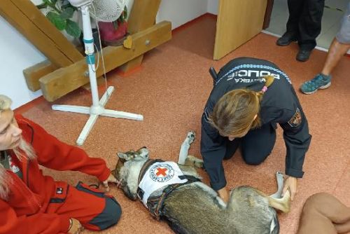 Foto: Strážníci se učili poskytovat první pomoc psům