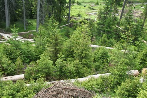 Foto: Šumava bude stále plná smrků