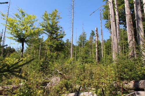 Foto: Šumava je pestřejší - přibývá velkých stromů a rozšiřují se smíšené lesy