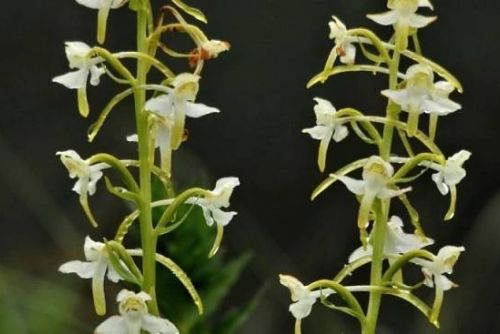 Foto: Šumavské louky jsou plné vzácných rostlin včetně orchidejí