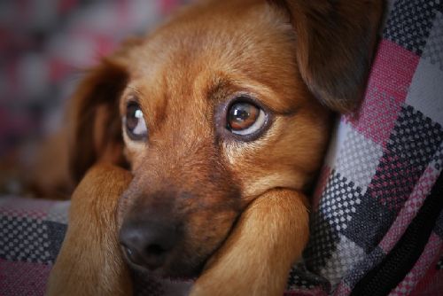 Foto: Svým zvířecím mazlíčkům Plzeňané dopřávají