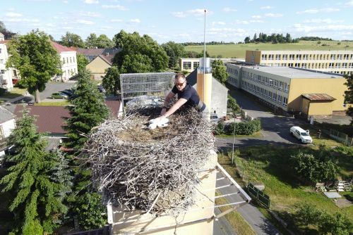 Foto: Téměř šest stovek čapích hnízd v Česku je s mláďaty. Zapojte se v kraji do sledování