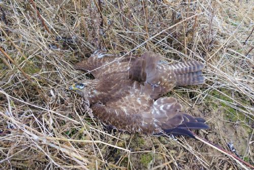 Foto: Travič na Klatovsku zabil tři káně lesní. Otravy v oblasti se množí