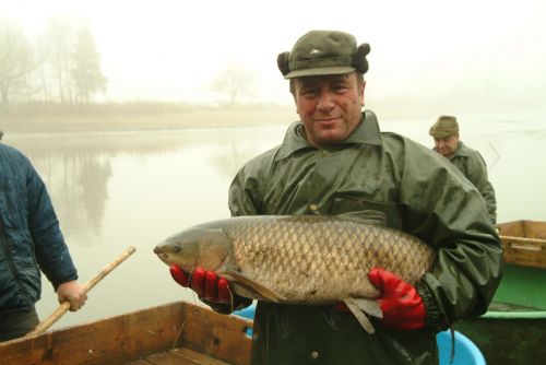 Foto: U Košináře začíná v pondělí prodej stromků, následovat budou kapři