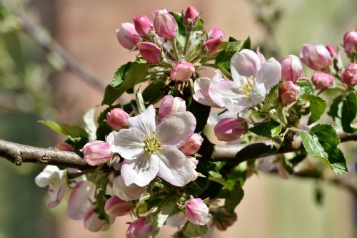 Foto: U Ostřetic na Klatovsku kvetou jabloně