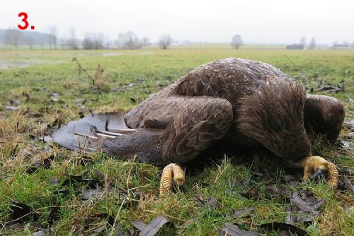Foto: U Velkého Boru našli čtyři otrávené mořské orly