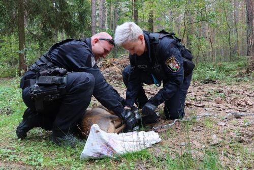 Foto: V areálu stavebnin na Borských polích odchytávali srnu