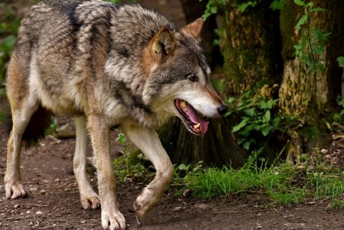 Foto: V Brdech pravděpodobně útočil vlk na telata