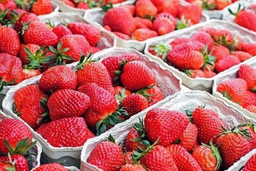 Foto: V kraji startují samosběry jahod, ovoce je dražší