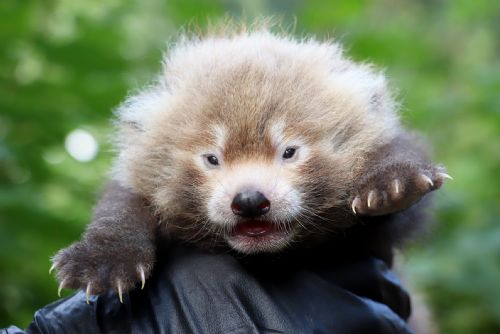 Foto: V plzeňské zoo poprvé odchovali mládě pandy červené