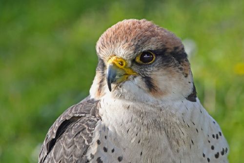 Foto: V Plzeňském kraji se daří sokolům
