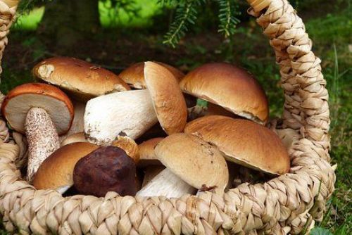 Foto: V Plzeňském kraji už rostou houby
