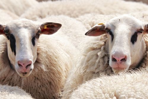 Foto: V Podolí na Klatovsku nacházejí mrtvé ovce