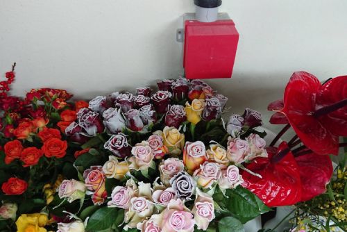 Obrázek - Přijďte se podívat na vánoční nabídku řezaných květin, věnců a dekorací do prodejny Fišer - květiny v Plzni!