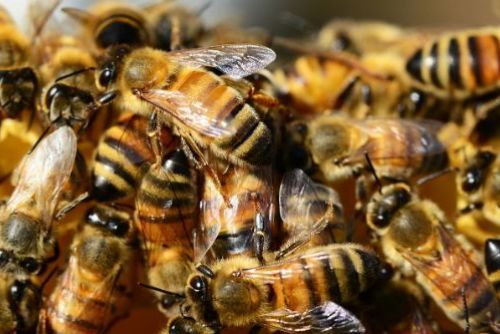 Foto: Včelaři dostanou od kraje 2,9 milionu korun 