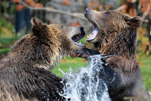 Foto: Vedra trápí i zvířata. Starší psi mohou podobně jako lidé zkolabovat