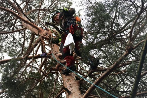 Foto: Víkend zvířecích záchranářů: nové orlí hnízdo i kácení ´bobřího´ stromu