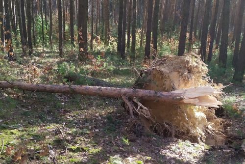 Foto: Vítr ničil stromy v městských lesích v Plzni. Lidé by měli chodit jen po cestách 